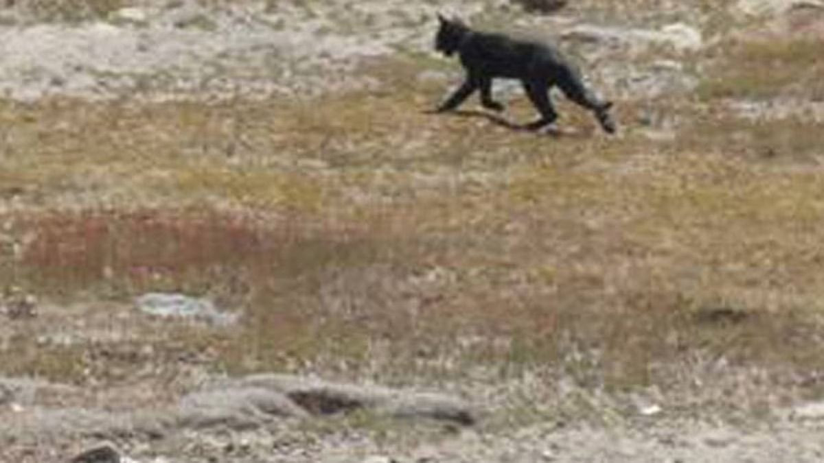 Have You Seen the Mackenzie Panther?