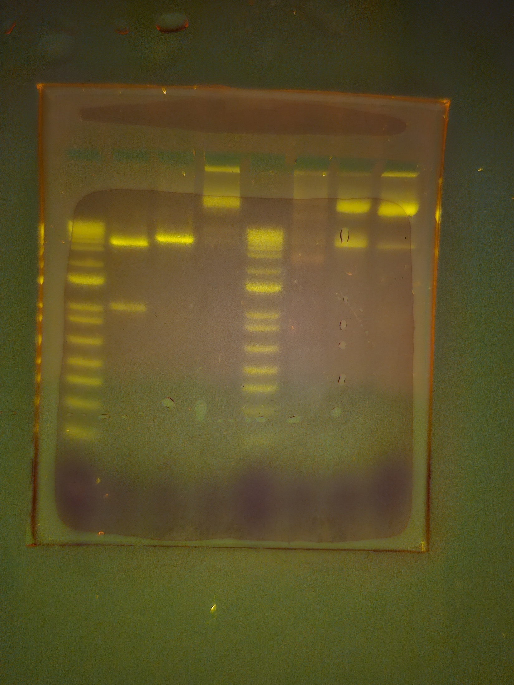 Genetics1